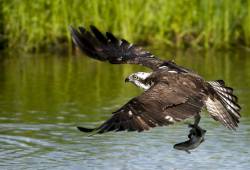 Balbuzard pêcheur 