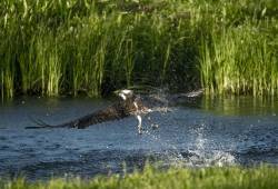 Balbuzard pêcheur 