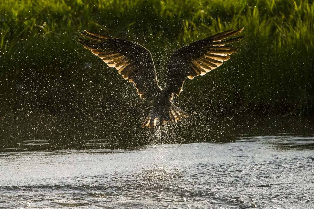 Balbuzard pêcheur 