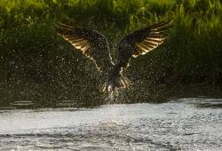 Balbuzard pêcheur 