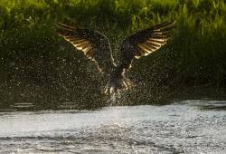 Balbuzard pêcheur 