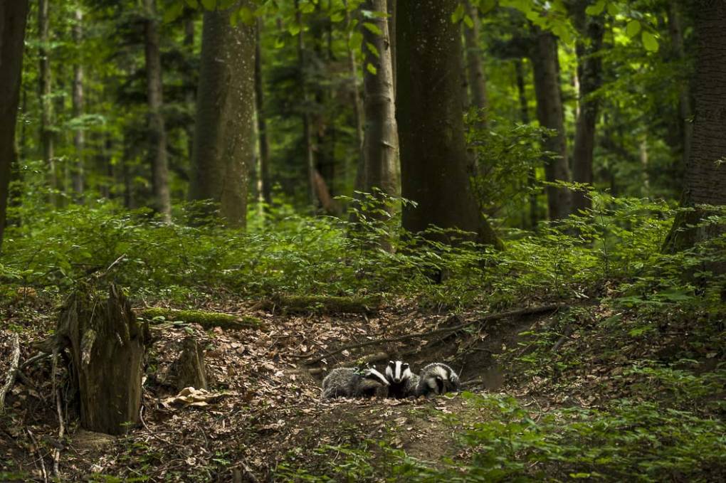 Forêt séculaire 