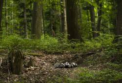 Forêt séculaire 