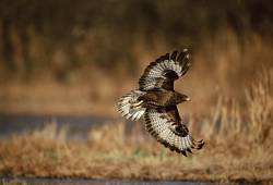 Buse variable 