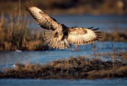 Buse variable 