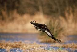 Buse variable 