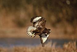 Buse variable 