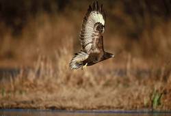 Buse variable 