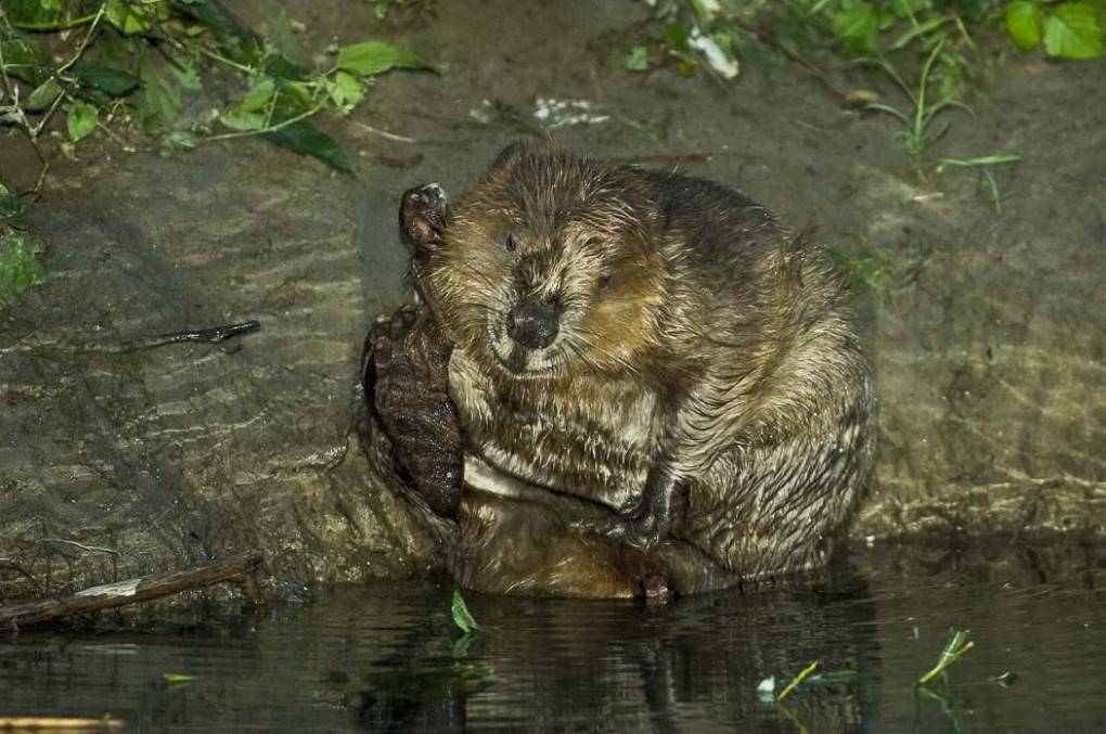 Castor d'Eurasie - Castor d'Europe 