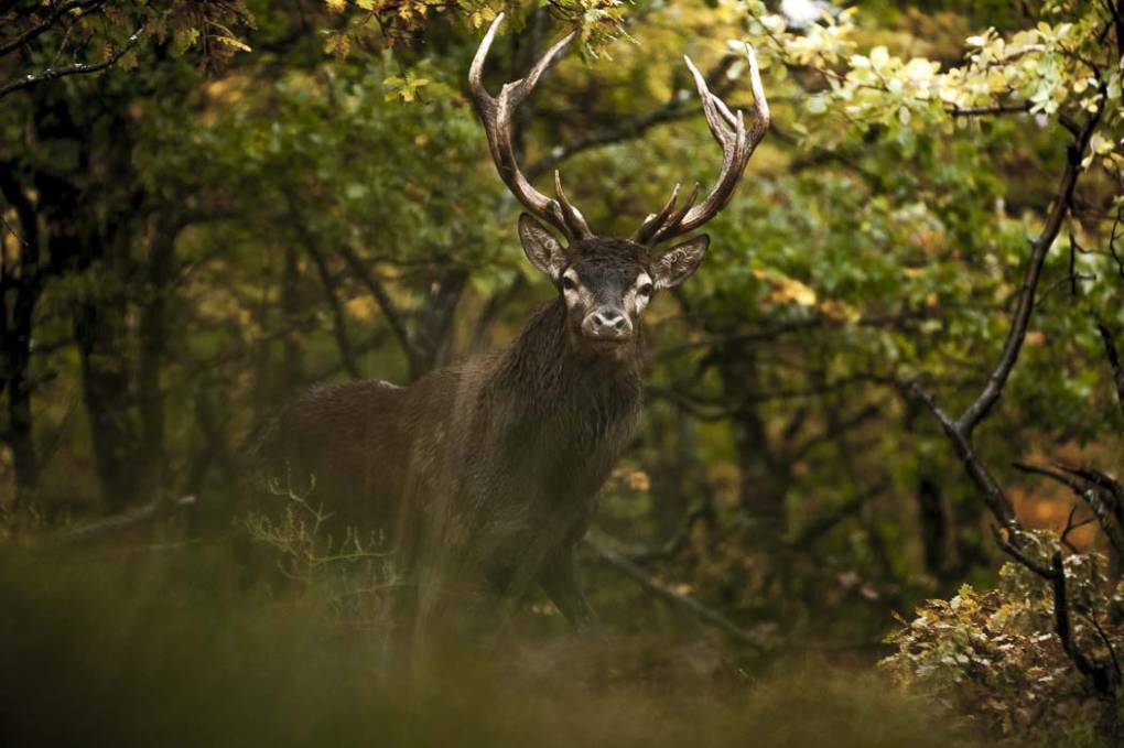 Cerf d'Europe-Elaphe 