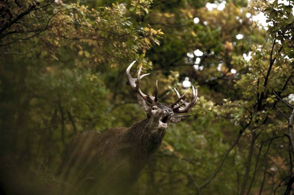 Cerf d'Europe-Elaphe 