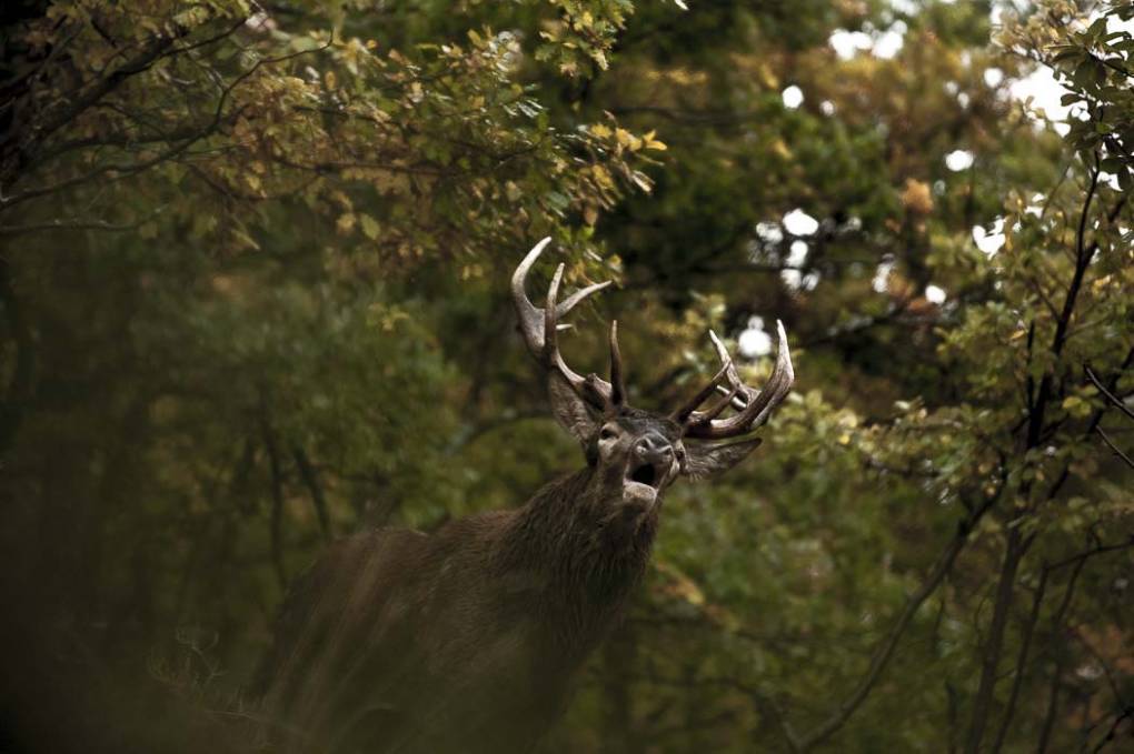 Cerf d'Europe-Elaphe 