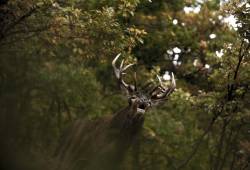 Cerf d'Europe-Elaphe 