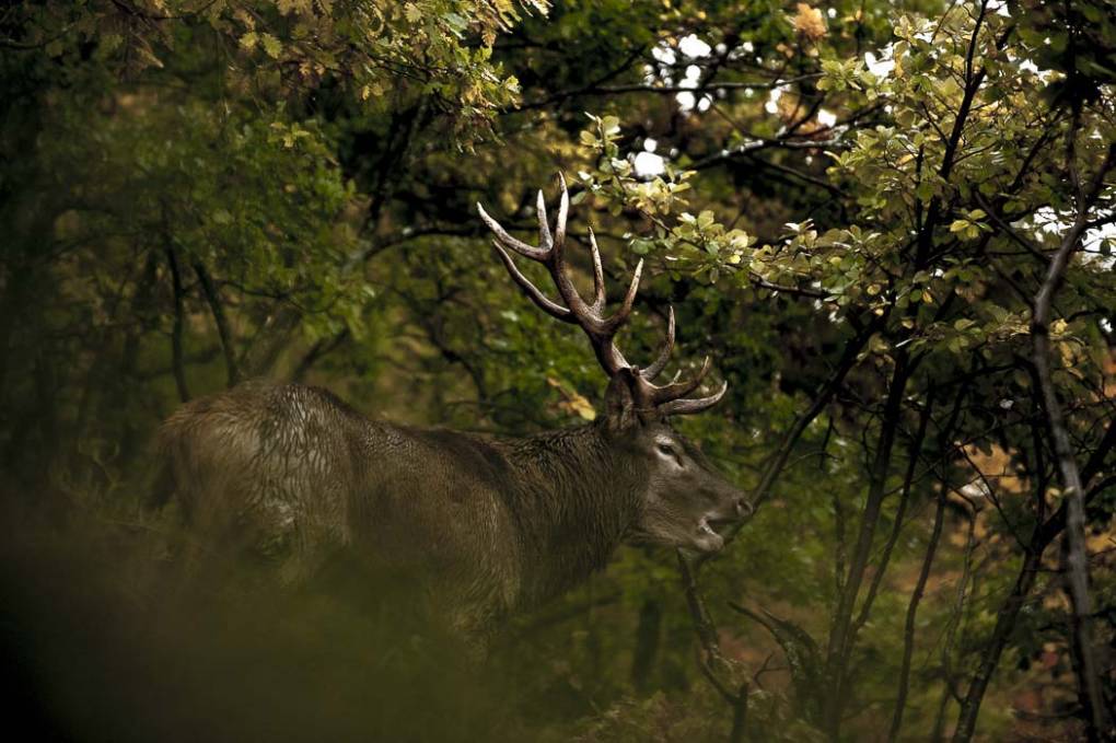 Cerf d'Europe-Elaphe 