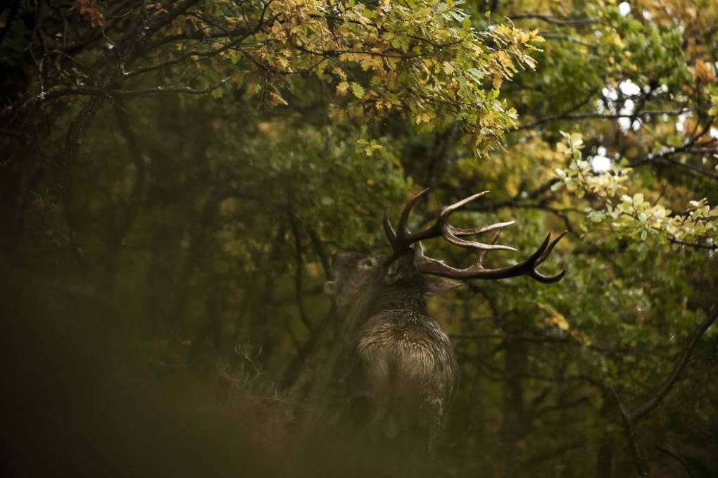 Cerf d'Europe-Elaphe 