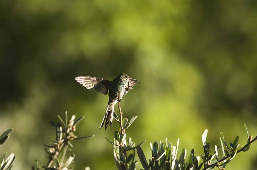 Colibri Mango à cravate noire 