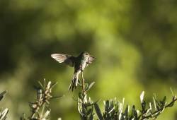 Colibri Mango à cravate noire 