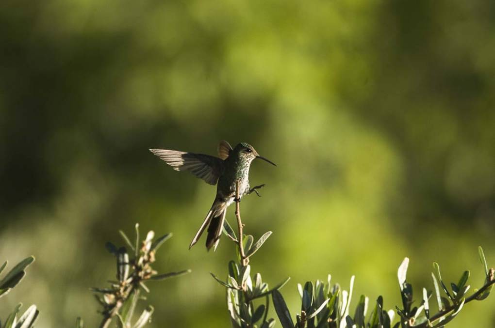 Colibri Mango à cravate noire 