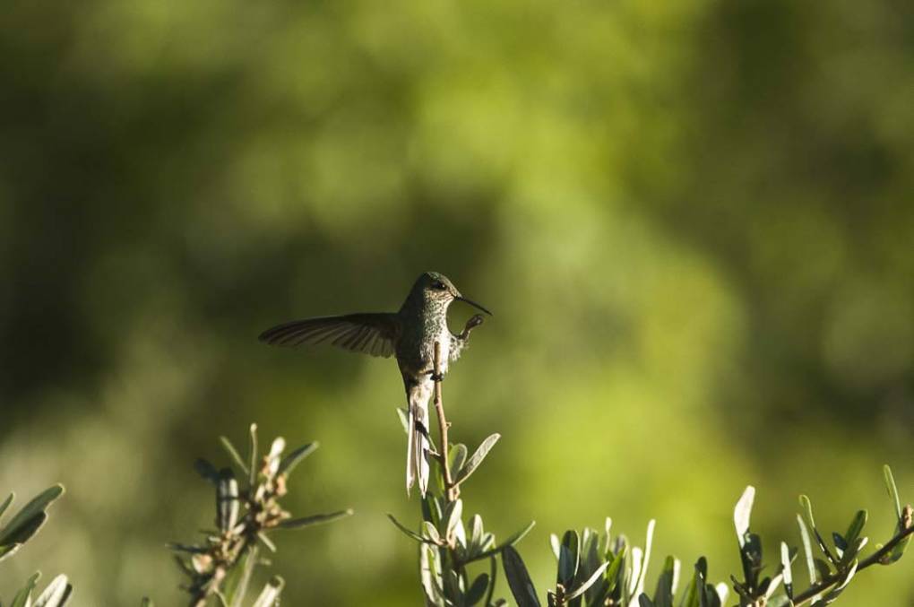 Colibri Mango à cravate noire 