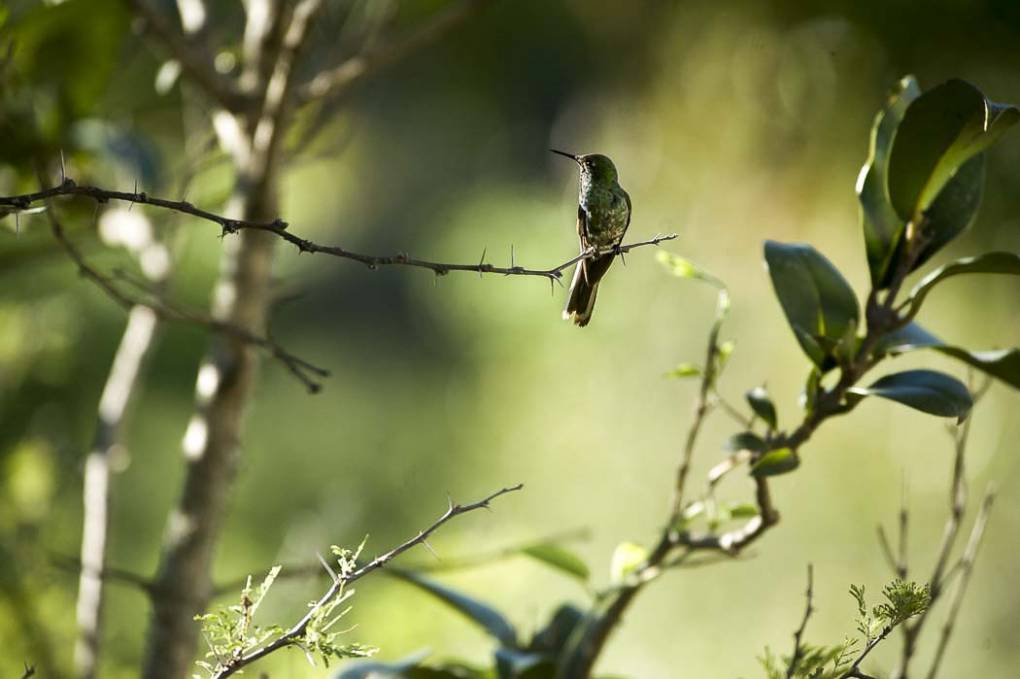 Colibri Mango à cravate noire 