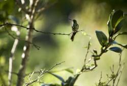 Colibri Mango à cravate noire 