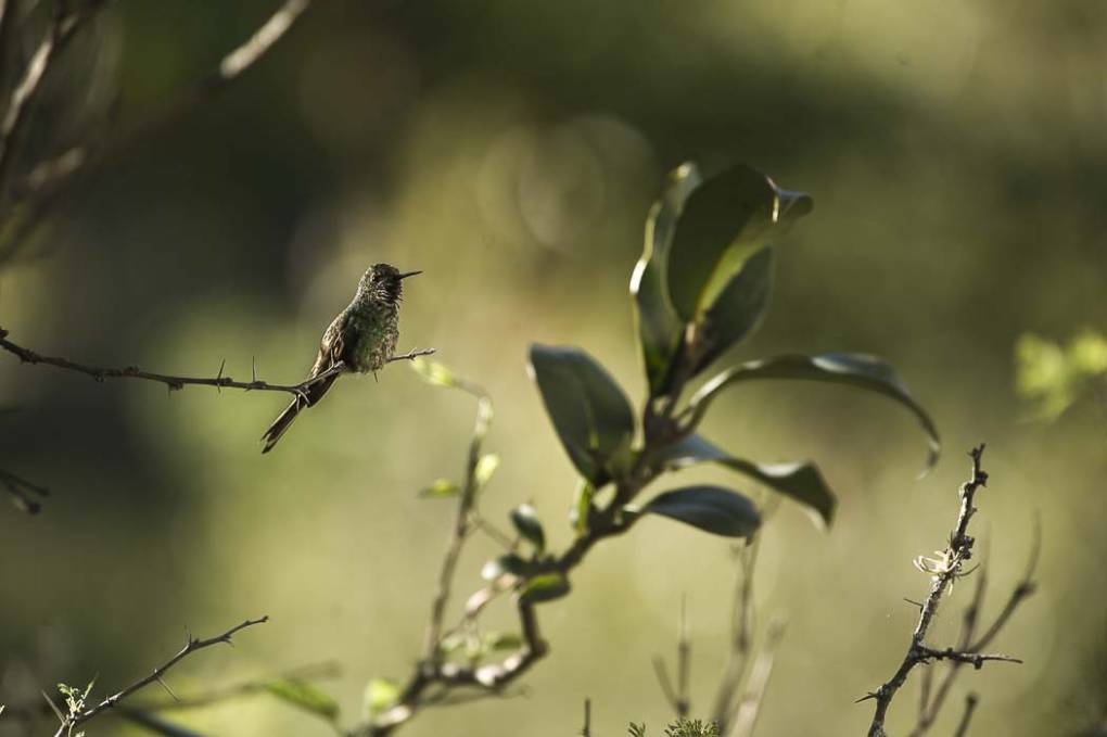 Colibri Mango à cravate noire 