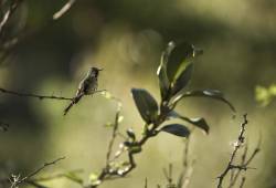 Colibri Mango à cravate noire 