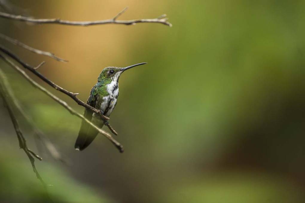 Colibri Mango à cravate noire 