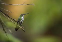 Colibri Mango à cravate noire 