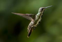 Colibri Mango à cravate noire 