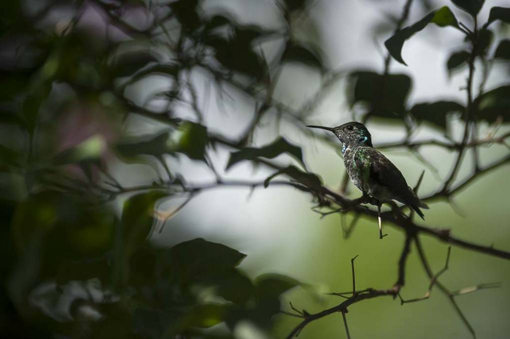 Colibri Mango à cravate noire 