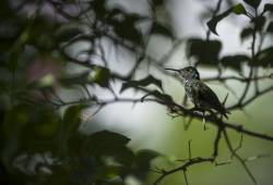 Colibri Mango à cravate noire 