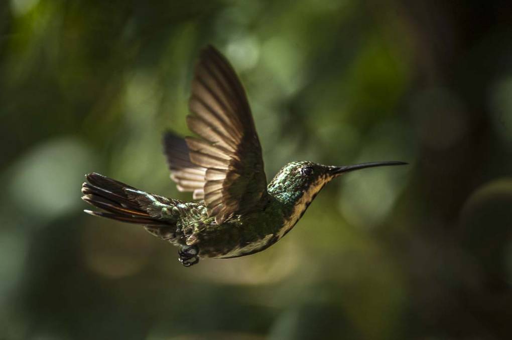 Colibri Mango à cravate noire 