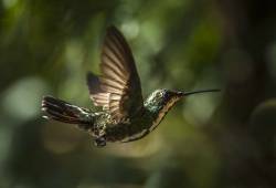 Colibri Mango à cravate noire 