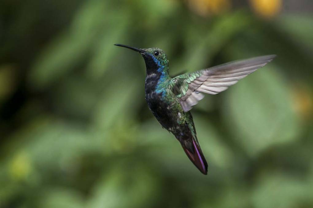 Colibri Mango à cravate noire 