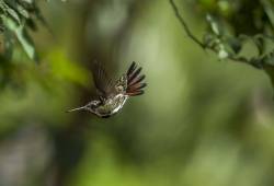 Colibri Mango à cravate noire 