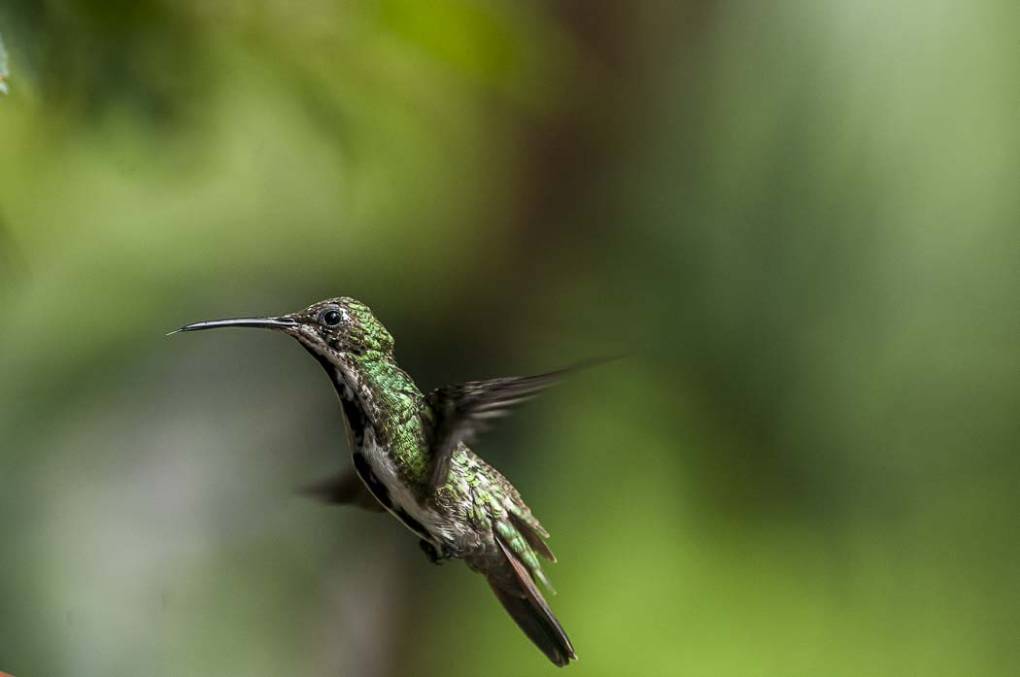 Colibri Mango à cravate noire 