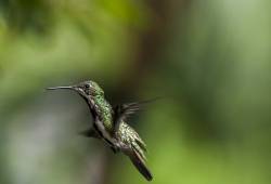 Colibri Mango à cravate noire 