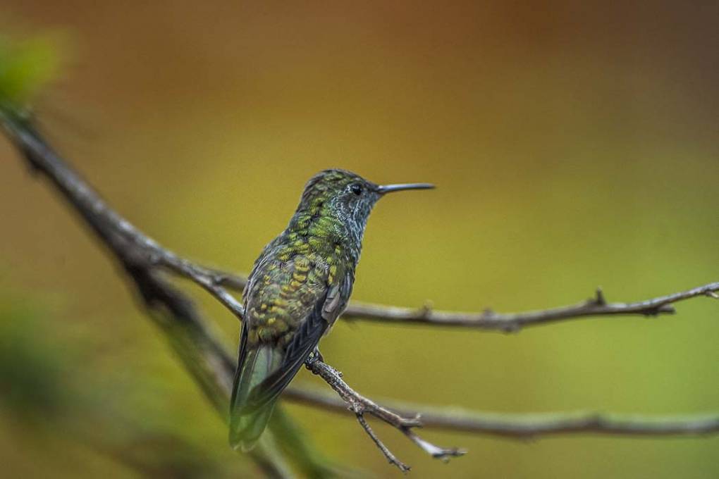 Colibri Mango à cravate noire 