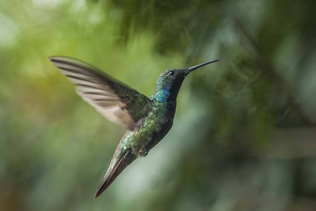 Colibri Mango à cravate noire 