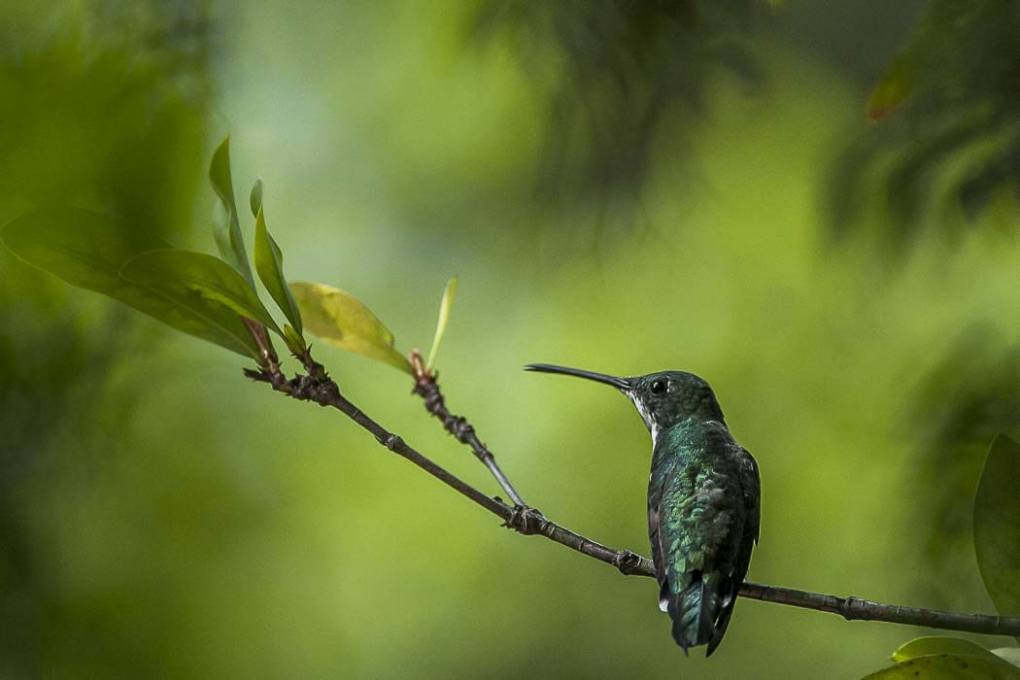 Colibri Mango à cravate noire 