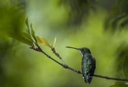 Colibri Mango à cravate noire 