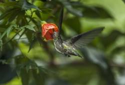 Colibri Mango à cravate noire 