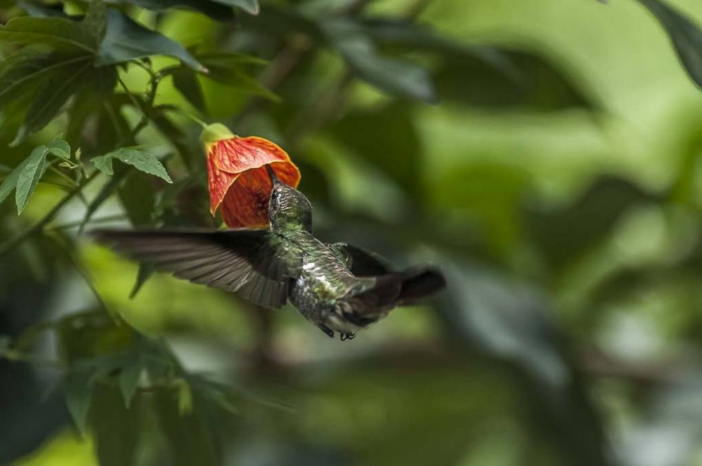 Colibri Mango à cravate noire 