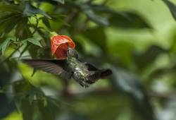 Colibri Mango à cravate noire 