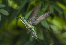 Colibri Mango à cravate noire 