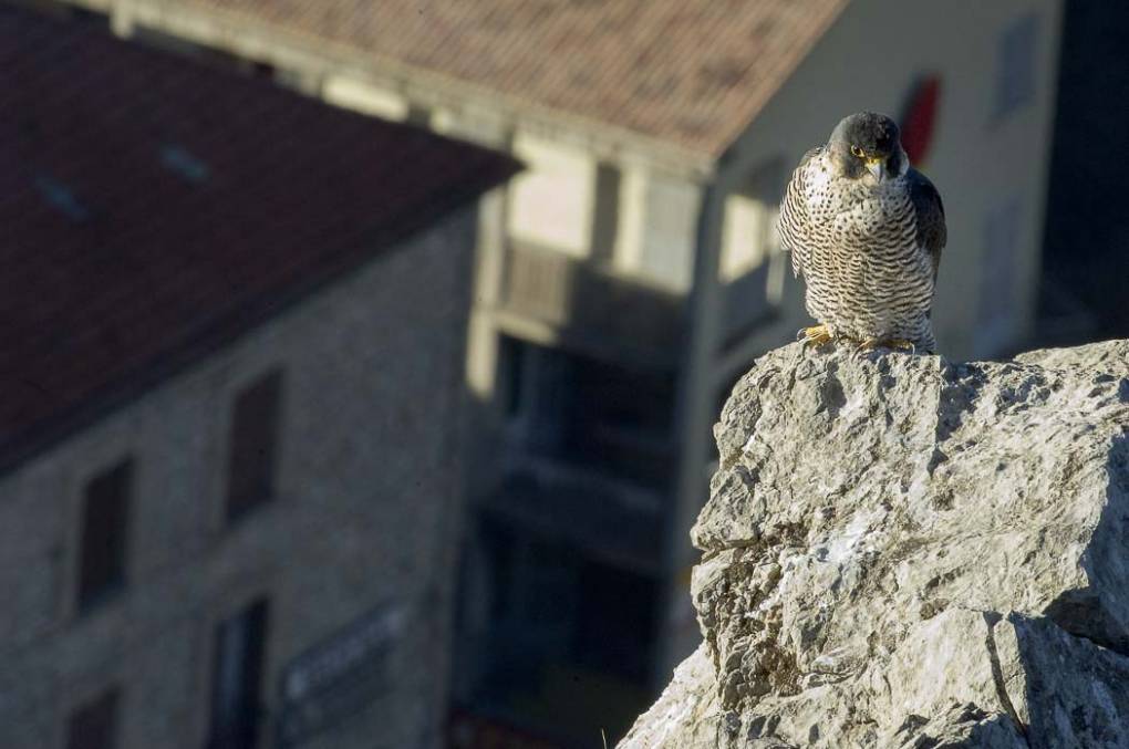 Faucon pèlerin 