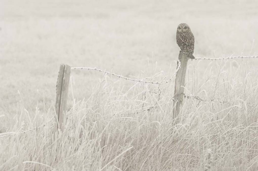 Hibou des marais 