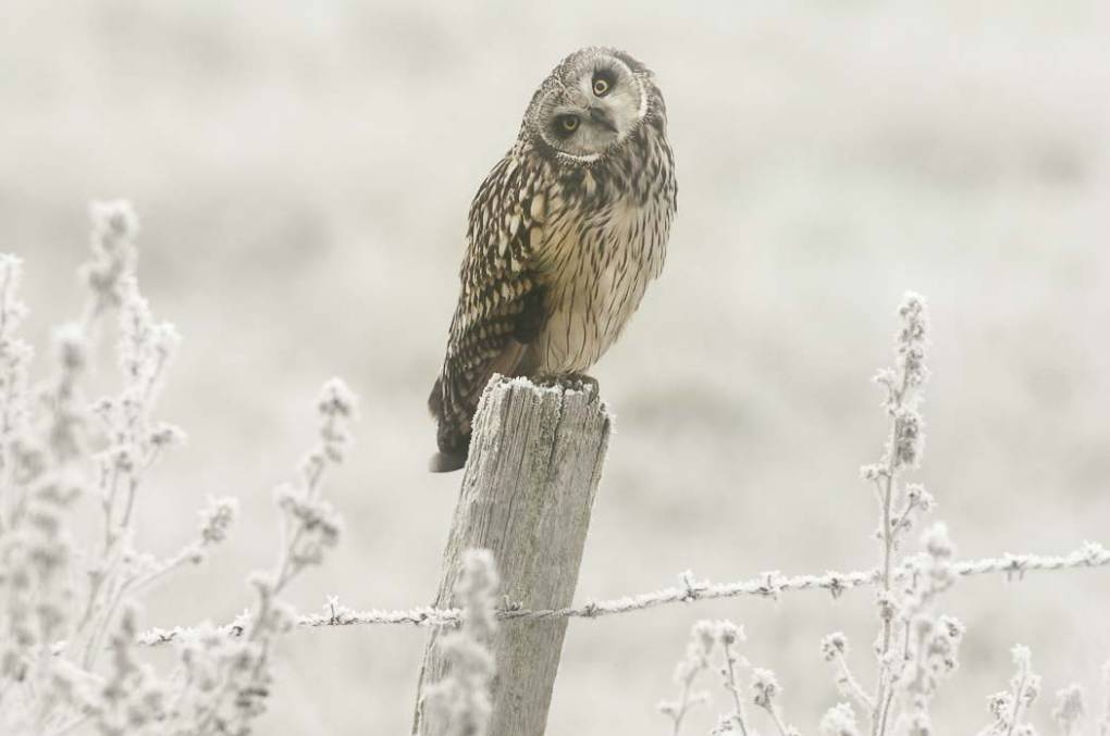 Hibou des marais 