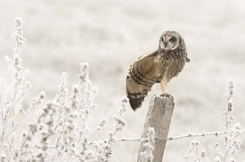 Hibou des marais 